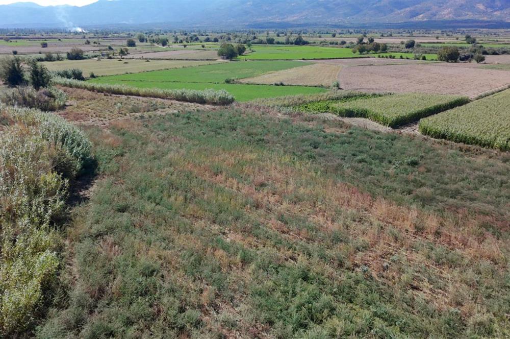 Aydın Nazilli Satılık 6.640 m2 Tarla