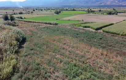 Aydın Nazilli Satılık 6.640 m2 Tarla