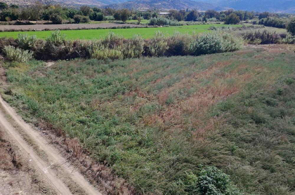 Aydın Nazilli Satılık 6.640 m2 Tarla