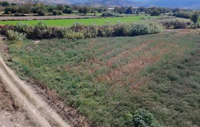 Aydın Nazilli Satılık 6.640 m2 Tarla