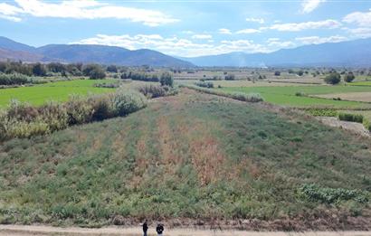 Aydın Nazilli Satılık 6.640 m2 Tarla