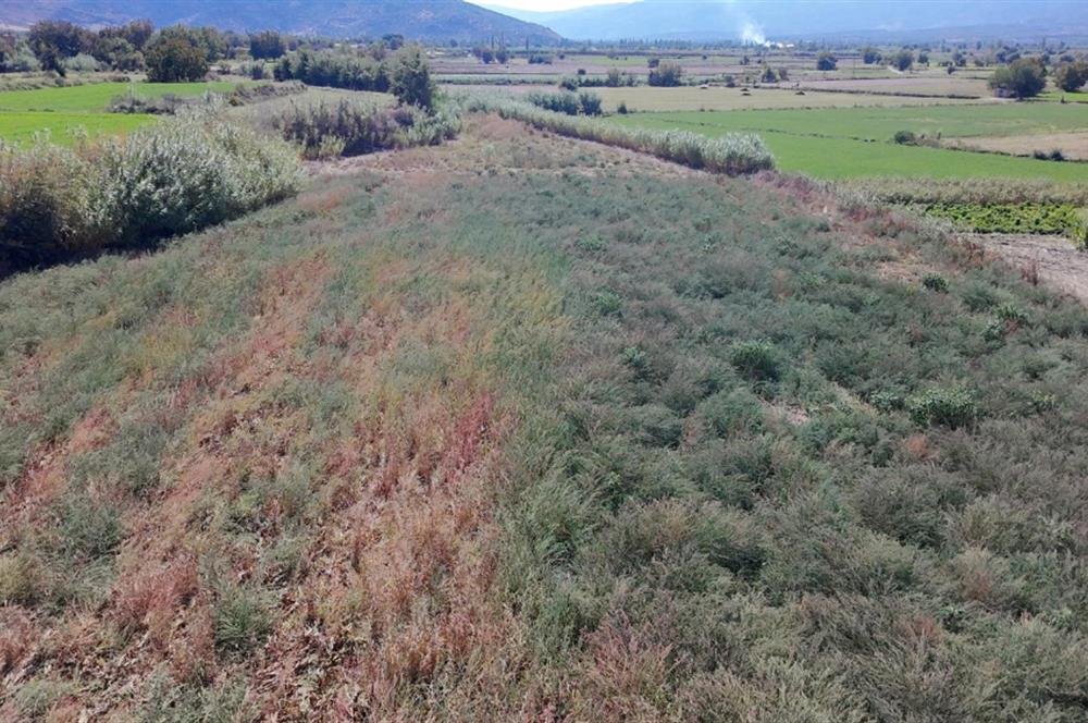 Aydın Nazilli Satılık 6.640 m2 Tarla