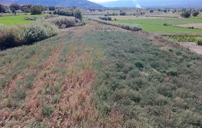 Aydın Nazilli Satılık 6.640 m2 Tarla