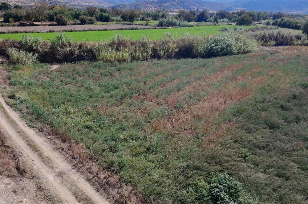 Aydın Nazilli Satılık 6.640 m2 Tarla