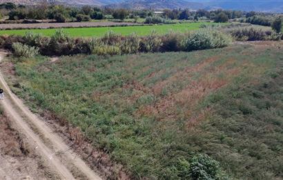 Aydın Nazilli Satılık 6.640 m2 Tarla