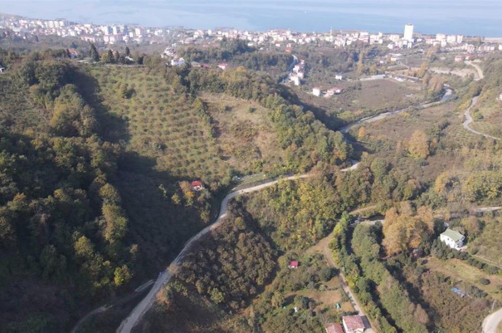 C21 UZMAN DAN VAKFIKEBIR DE 8881M2 SATILIK PROJELİK PARSELLER