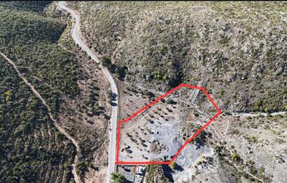 Bodrum Mazı anayola sıfır , icinde kumocaği ,satılık zeytinlik