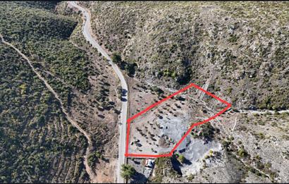 Bodrum Mazı anayola sıfır , icinde kumocaği ,satılık zeytinlik