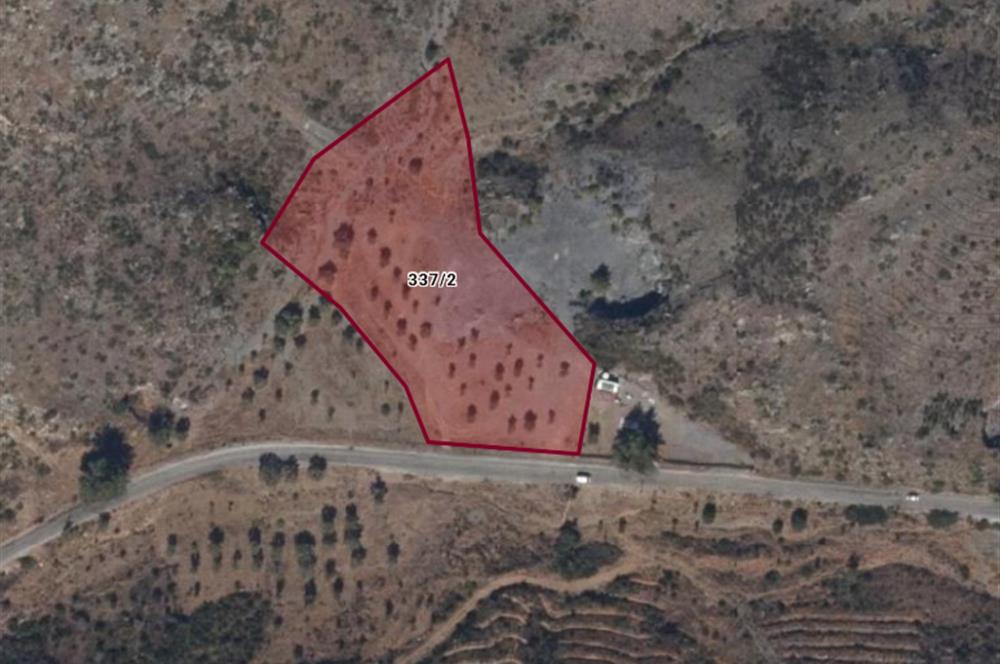 Bodrum Mazı anayola sıfır , icinde kumocaği ,satılık zeytinlik