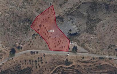 Bodrum Mazı anayola sıfır , icinde kumocaği ,satılık zeytinlik