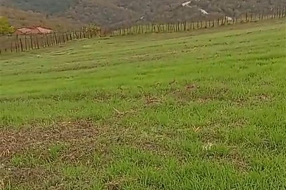 C21 BAL'DAN SAVAŞTEPE PELİTÇİK MAHALLESİ KÖYİÇİ SATILIK TARLA