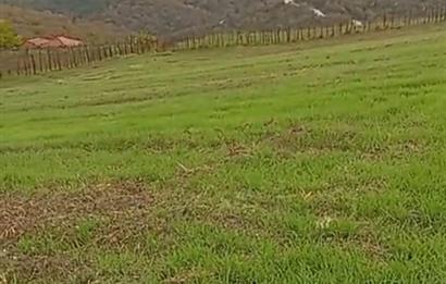 C21 BAL'DAN SAVAŞTEPE PELİTÇİK MAHALLESİ KÖYİÇİ SATILIK TARLA