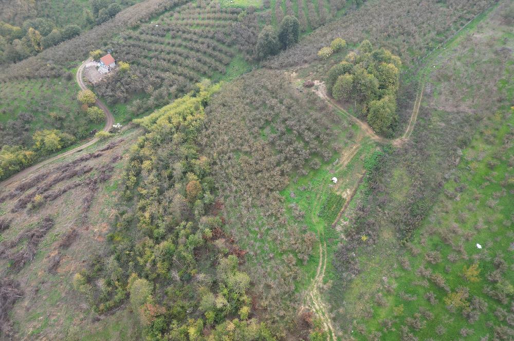 KAZIMPAŞA  SATILIK FINDIKLIK