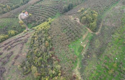 KAZIMPAŞA  SATILIK FINDIKLIK