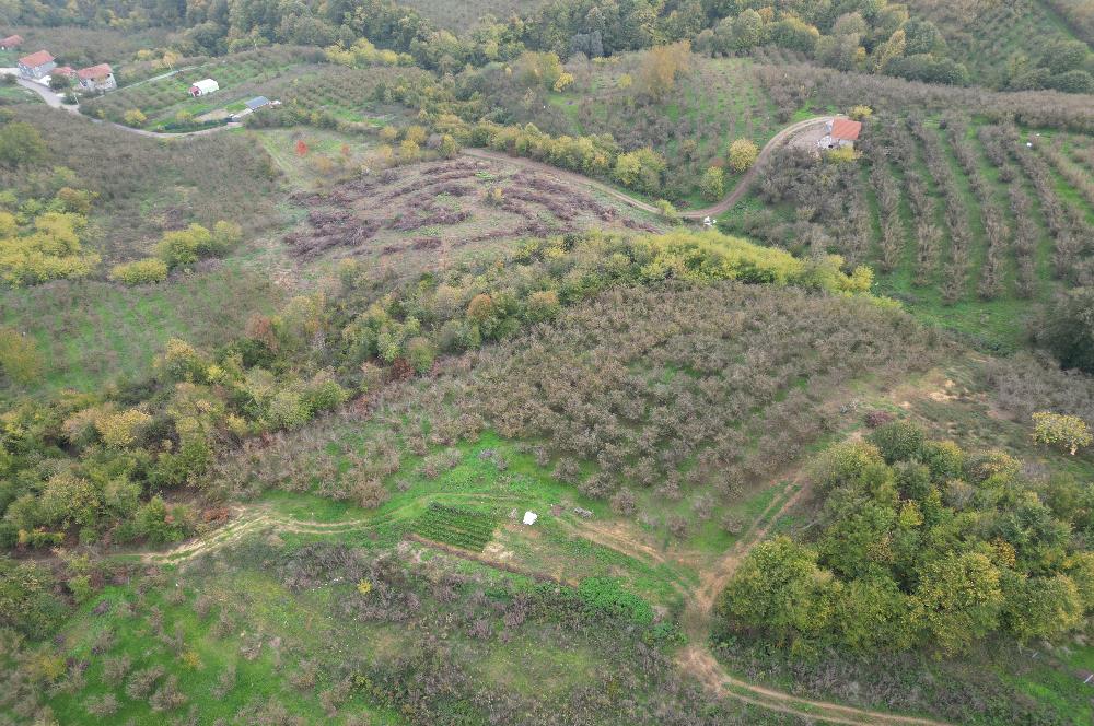 KAZIMPAŞA  SATILIK FINDIKLIK