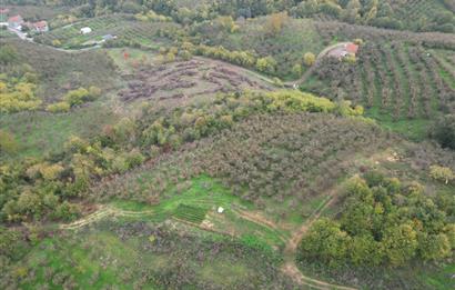 KAZIMPAŞA  SATILIK FINDIKLIK