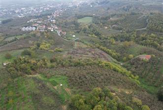 KAZIMPAŞA  SATILIK FINDIKLIK - 2 - 29611