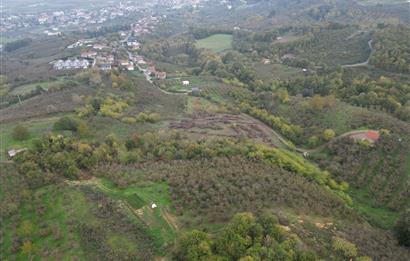 KAZIMPAŞA  SATILIK FINDIKLIK