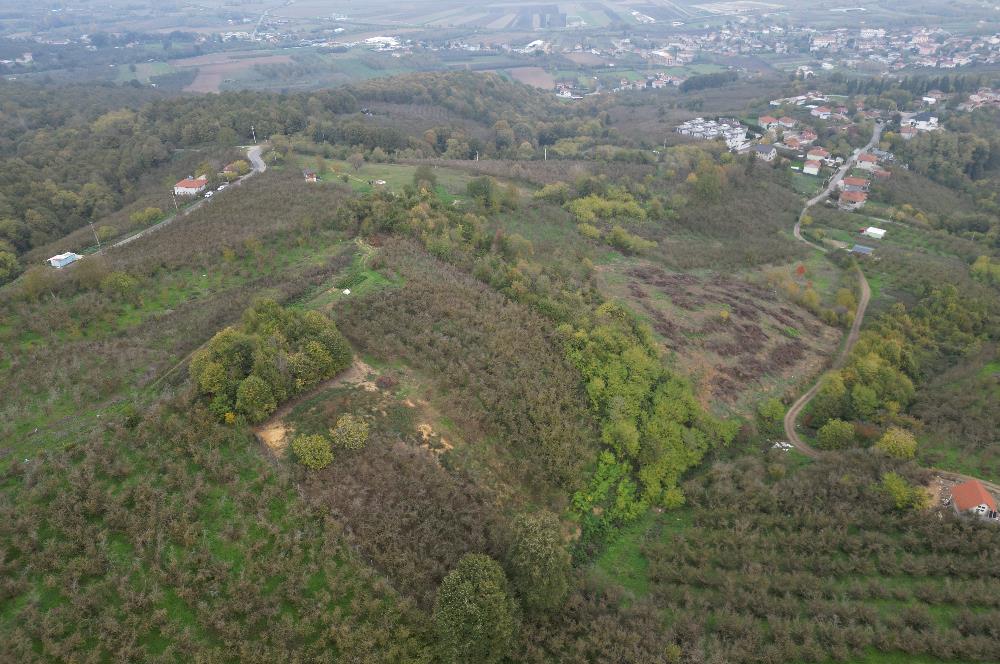 KAZIMPAŞA  SATILIK FINDIKLIK
