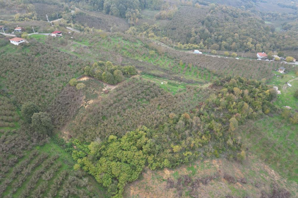 KAZIMPAŞA  SATILIK FINDIKLIK