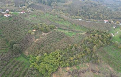 KAZIMPAŞA  SATILIK FINDIKLIK