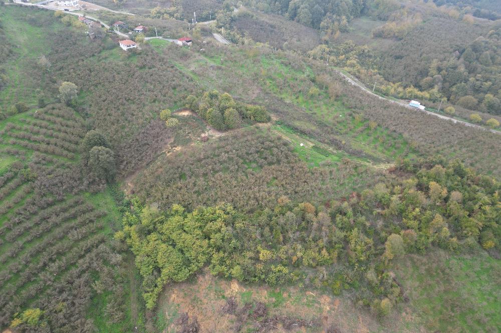 KAZIMPAŞA  SATILIK FINDIKLIK