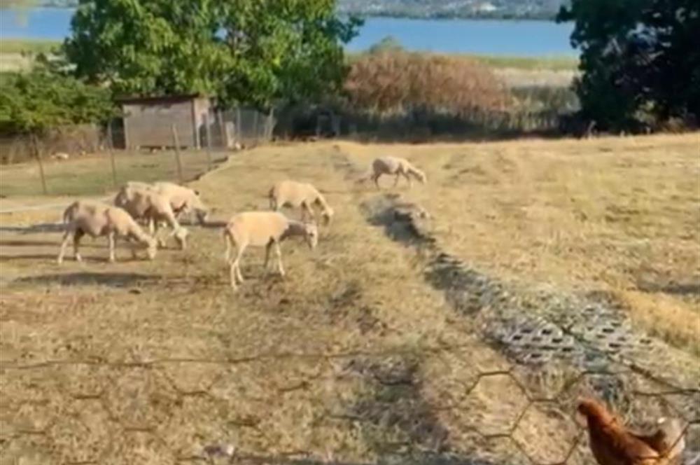 SAPANCA GÖLÜNE SIFIR ÖZEL İSKELELİ SATILIK VİLLA+ARSA