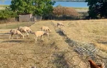 SAPANCA GÖLÜNE SIFIR ÖZEL İSKELELİ SATILIK VİLLA+ARSA