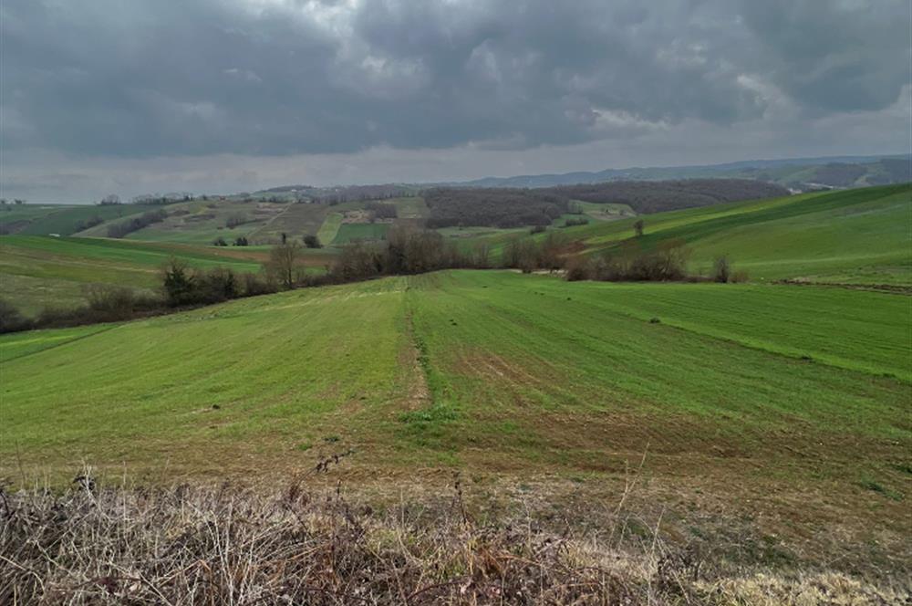 DERİNCE TAHTALI'DA ASFALTA CEPHE FIRSAT TARLA