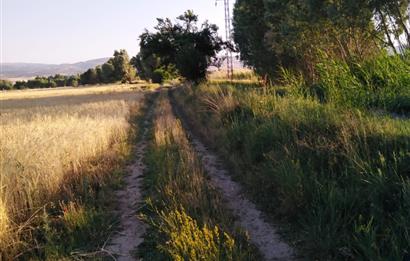 CENTURY 21 PLUS GAYRİMENKULDEN SANDIKLI ÜRKÜTTE SATILIK TARLA