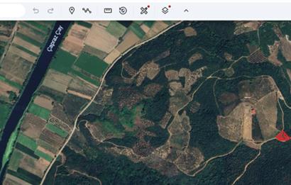 KARACABEY EKİNLİ MAHALLESİNDE YATIRIMLIK SATILIK ZEYTİNLİK