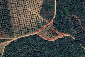 KARACABEY EKİNLİ MAHALLESİNDE YATIRIMLIK SATILIK ZEYTİNLİK - 7 - 29572