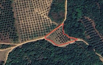 KARACABEY EKİNLİ MAHALLESİNDE YATIRIMLIK SATILIK ZEYTİNLİK