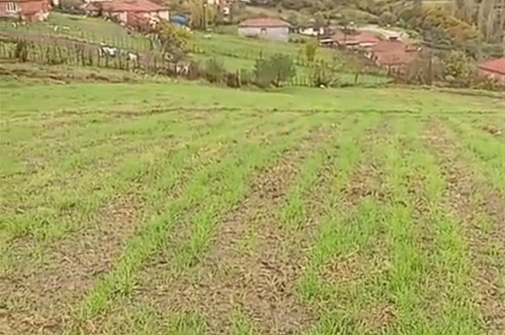 C21 BAL'DAN SAVAŞTEPE PELİTÇİK MAHALLESİ KÖYİÇİ SATILIK TARLA