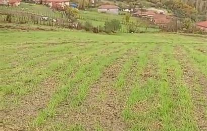 C21 BAL'DAN SAVAŞTEPE PELİTÇİK MAHALLESİ KÖYİÇİ SATILIK TARLA