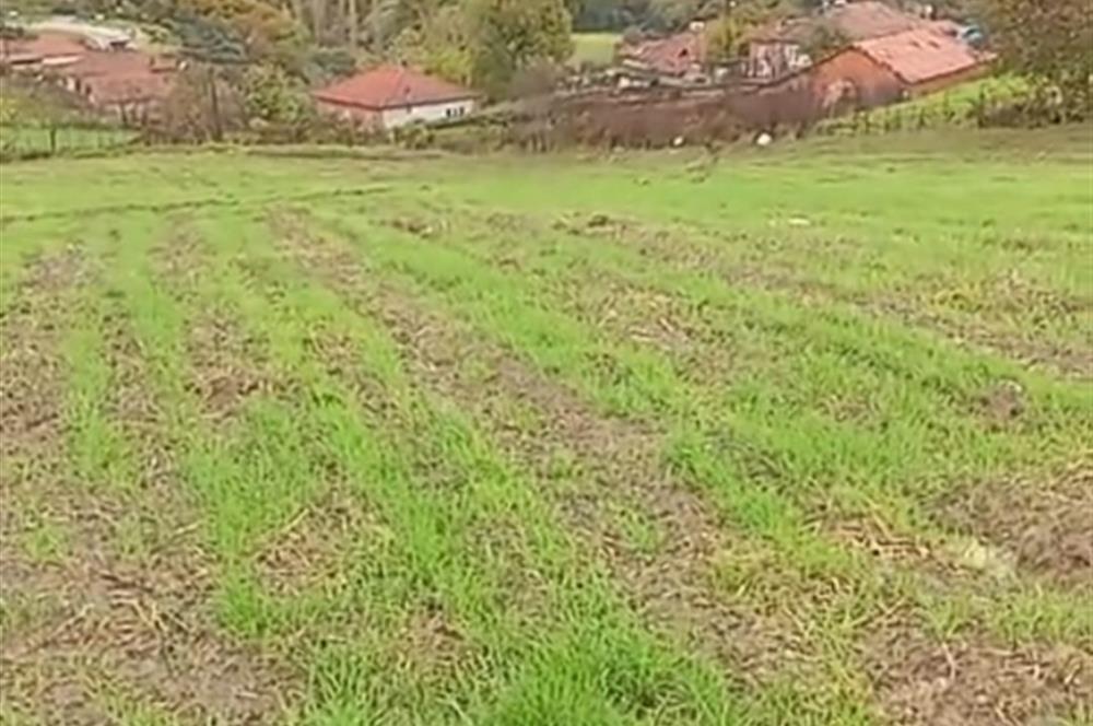 C21 BAL'DAN SAVAŞTEPE PELİTÇİK MAHALLESİ KÖYİÇİ SATILIK TARLA