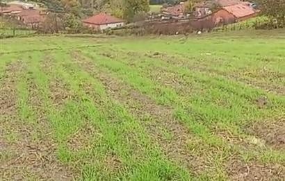 C21 BAL'DAN SAVAŞTEPE PELİTÇİK MAHALLESİ KÖYİÇİ SATILIK TARLA