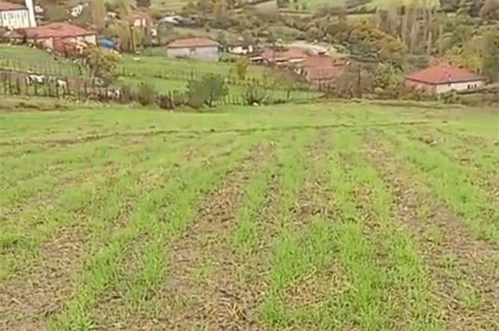 C21 BAL'DAN SAVAŞTEPE PELİTÇİK MAHALLESİ KÖYİÇİ SATILIK TARLA