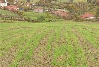 C21 BAL'DAN SAVAŞTEPE PELİTÇİK MAHALLESİ KÖYİÇİ SATILIK TARLA - 1 - 29592