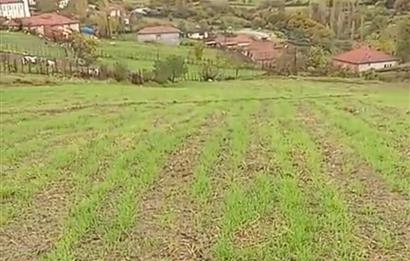 C21 BAL'DAN SAVAŞTEPE PELİTÇİK MAHALLESİ KÖYİÇİ SATILIK TARLA