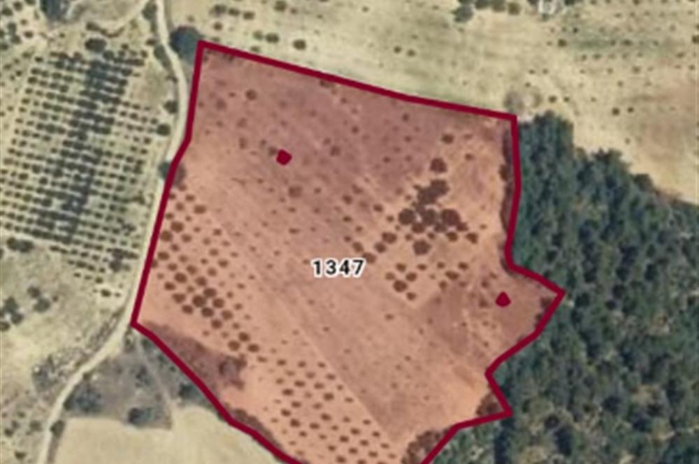 C21 Cius; Manisa Gördes Beğel'de 23.139 m2 Tarla