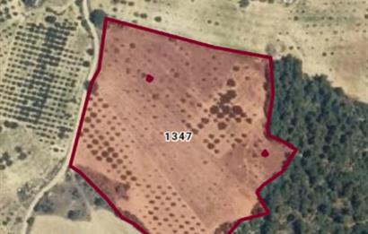 C21 Cius; Manisa Gördes Beğel'de 23.139 m2 Tarla