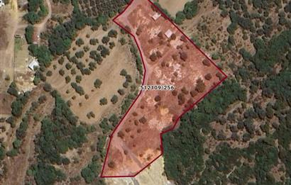 Foça / Kozbeyli — 635 m² Hisseli Arsa / Rızai Taksimli – Hobi Evi ve Bahçe İçin İdeal