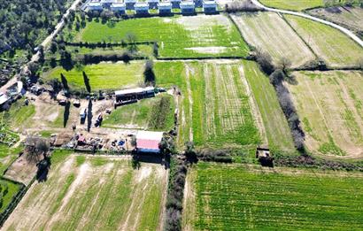 MUĞLA MİLAS KAZIK KÖYÜNDE SATILIK TARLA 