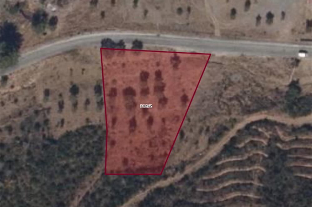 Bodrum Mazı anayola sıfır , satılık zeytinlik