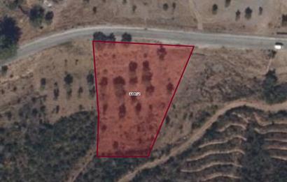 Bodrum Mazı anayola sıfır , satılık zeytinlik