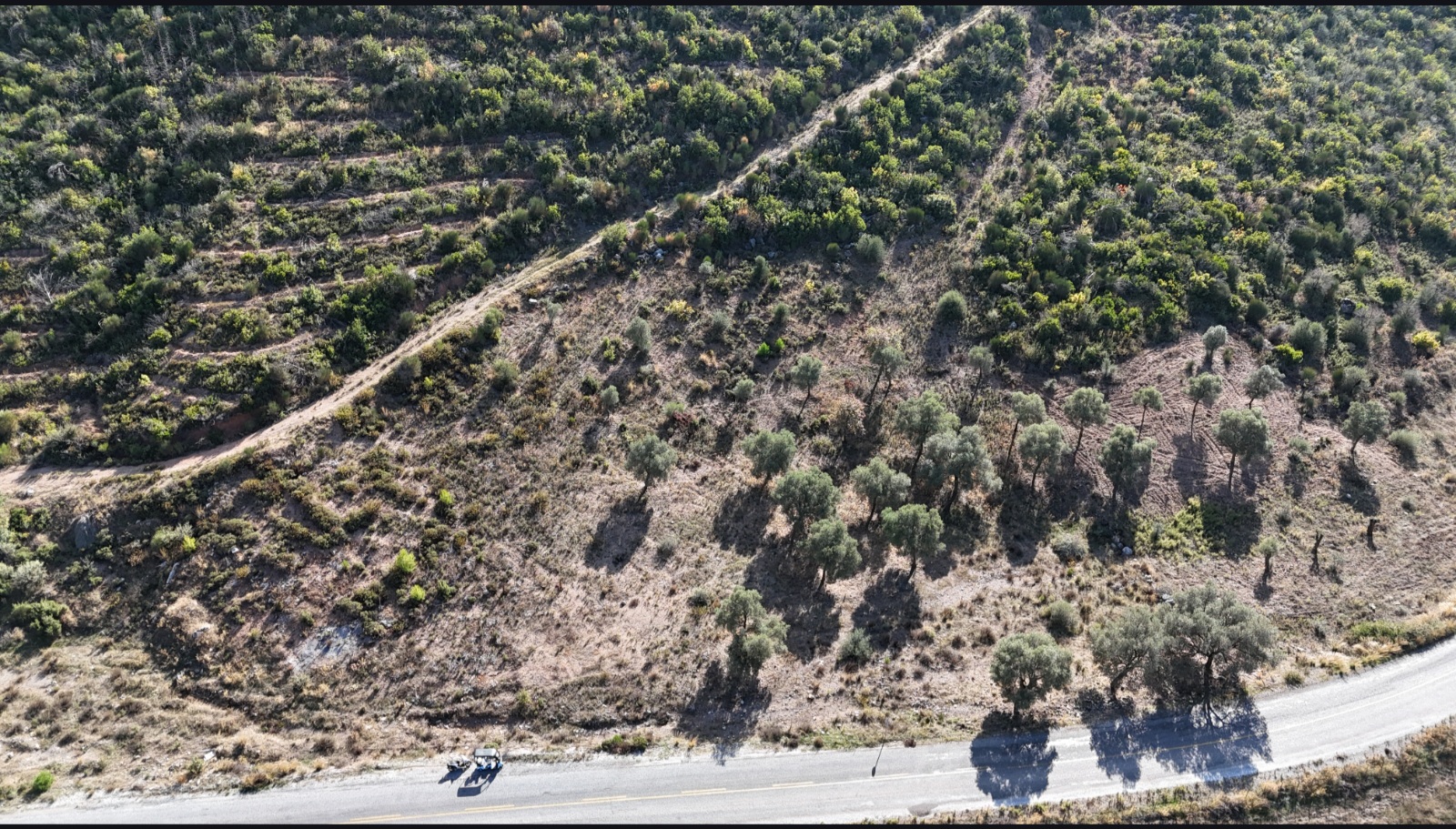 Bodrum Mazı anayola sıfır , satılık zeytinlik