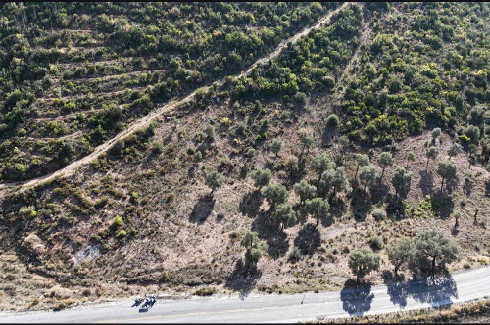 Bodrum Mazı anayola sıfır , satılık zeytinlik