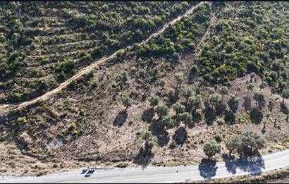 Bodrum Mazı anayola sıfır , satılık zeytinlik