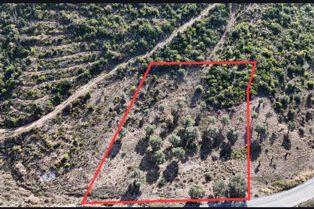 Bodrum Mazı anayola sıfır , satılık zeytinlik